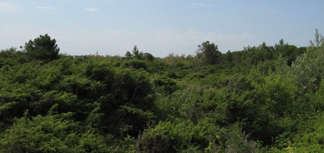 Flora delle dune